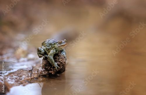 Portrait of common toad in puddle, abstract nature background. Large common toad, european toad (Bufo bufo) resting on stone in puddle, beginning of spring mating season. wildlife scene.