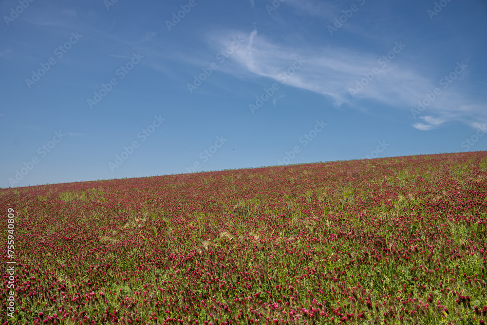 Crimson clover field on a hill, Czech republic