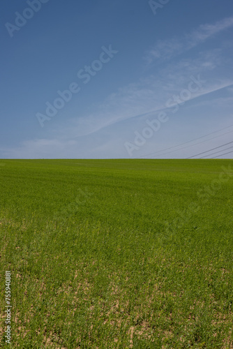 Green field and a blue sky, Lisky, Czechia