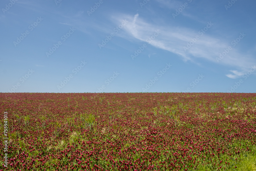 Crimson clover field on a hill, Czech republic Crimson clover field on a hill, Czech republic