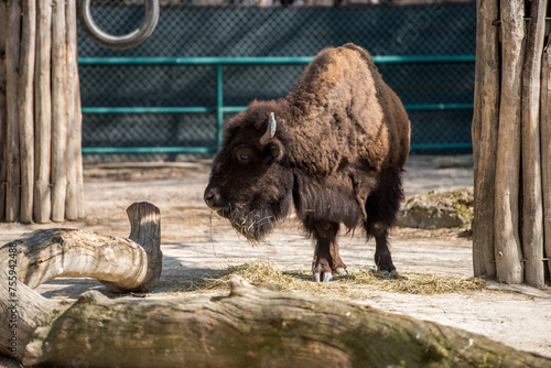 american bison in park