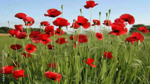 a field full of red poppies in the middle of a blue sky with a field of green grass in the foreground.