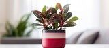 Ficus Elastica Ruby planted in a self-watering pot, desk decoration. Houseplant care concept. Indoor plant with automatic watering pot.