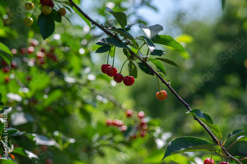 Prunus cerasus branches with ripening red edible sour fruits, sour cherries before harves hanging on the tree photo