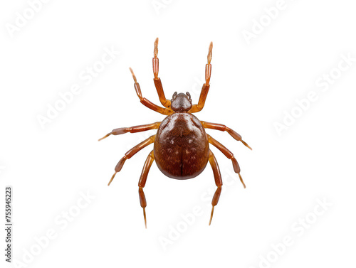 insect isolated on transparent background, transparency image, removed background