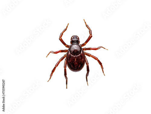 insect isolated on transparent background, transparency image, removed background