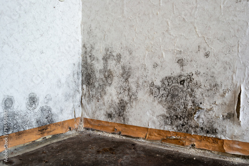 Black Mold on the wallpaper on the wall in a room photo