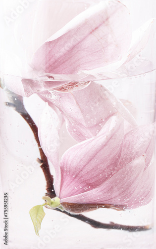 Magnolia in water, spring background, tenderness, gentle watercolor mood, pink vibrations, close-up