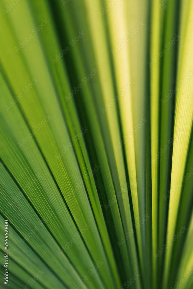 Leaf for a background
