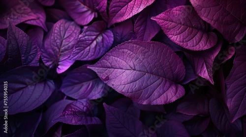 Close up shot of a bunch of purple leaves, perfect for nature backgrounds. #755954035