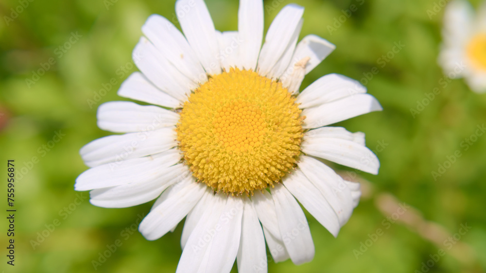 Obraz premium Chamomile flower macro