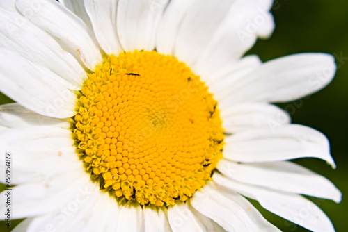 Chamomile flower macro with tine insects