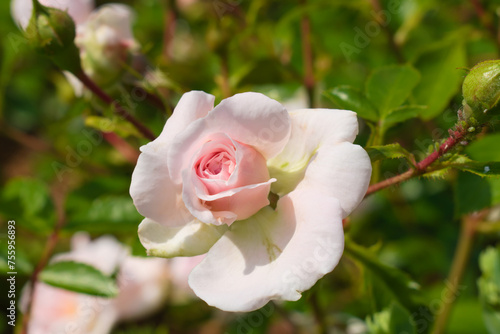 Pink and white rose in the garden