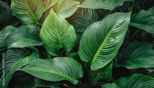 leaves of spathiphyllum cannifolium in the garden abstract green texture nature dark tone background tropical leaf