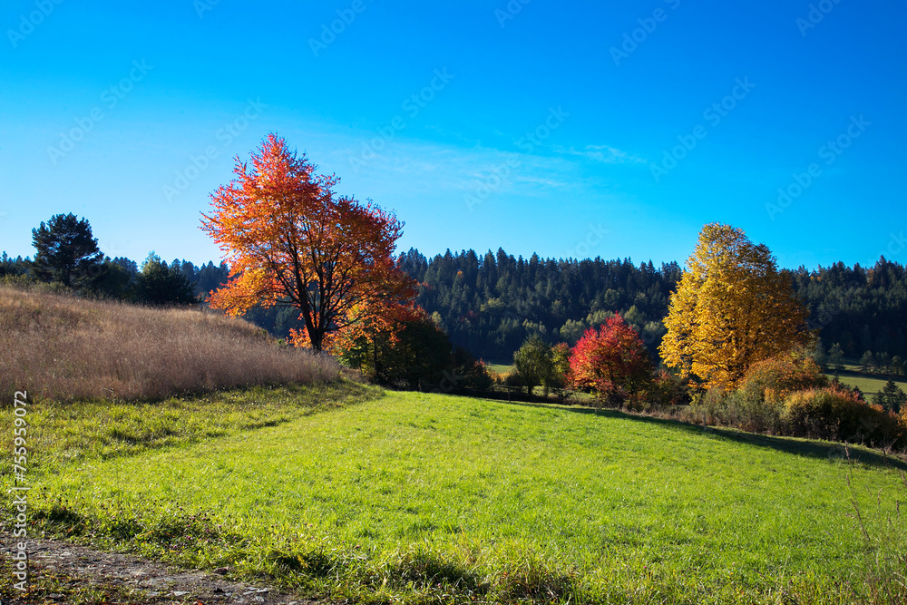 Beautiful landscape of early autumn with a clear cloudless sky, long shadows in Poland, Labowa Beautiful landscape of early autumn with a clear cloudless sky, long shadows in Poland, Labowa
