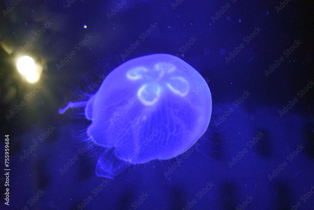 Moon Jellyfish In Aquarium Moon Jellyfish In Aquarium