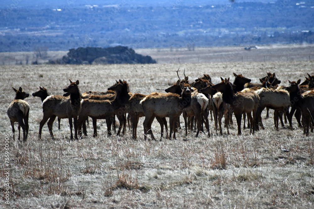Elk Herd in Colorado Flatlands Elk Herd in Colorado Flatlands