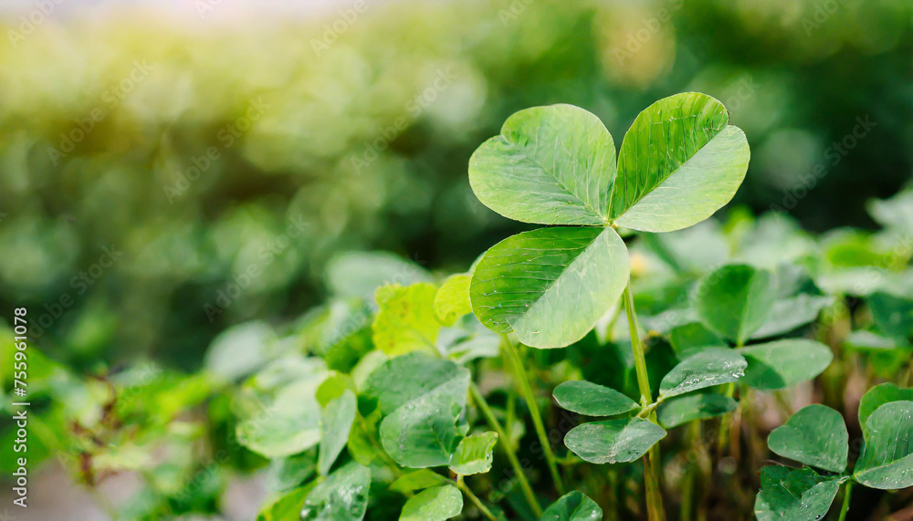 Lucky Irish Four Leaf Clover in the Field for St. Patricks Day background with copy space. Lucky Irish Four Leaf Clover in the Field for St. Patricks Day background with copy space.
