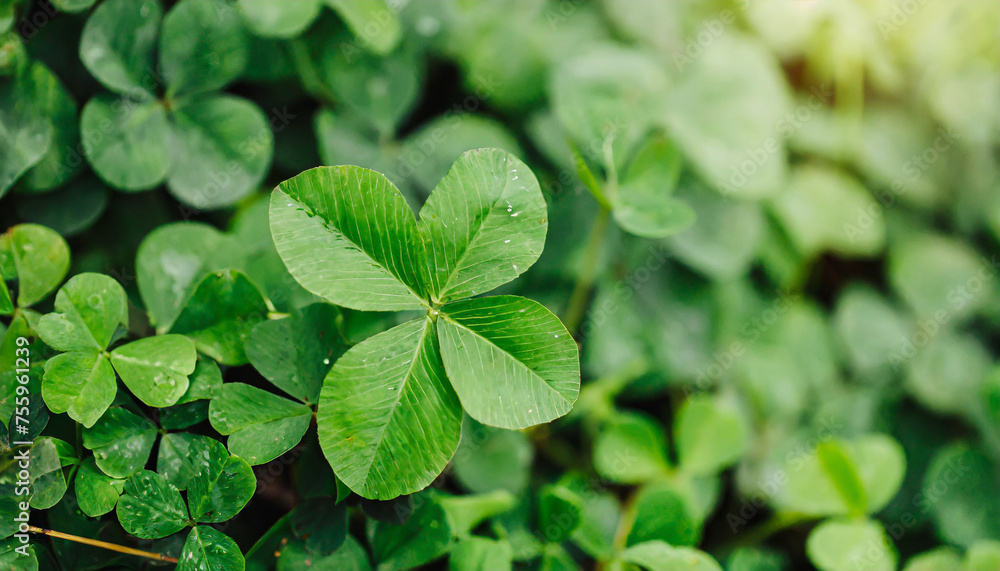 Lucky Irish Four Leaf Clover in the Field for St. Patricks Day background with copy space. Lucky Irish Four Leaf Clover in the Field for St. Patricks Day background with copy space.