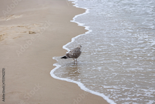 Fototapeta Naklejka Na Ścianę i Meble -  Sea gull walking on the sand by water of the Baltic Sea, the foamy water of the Baltic Sea, Island Wolin, Miedzyzdroje, Poland