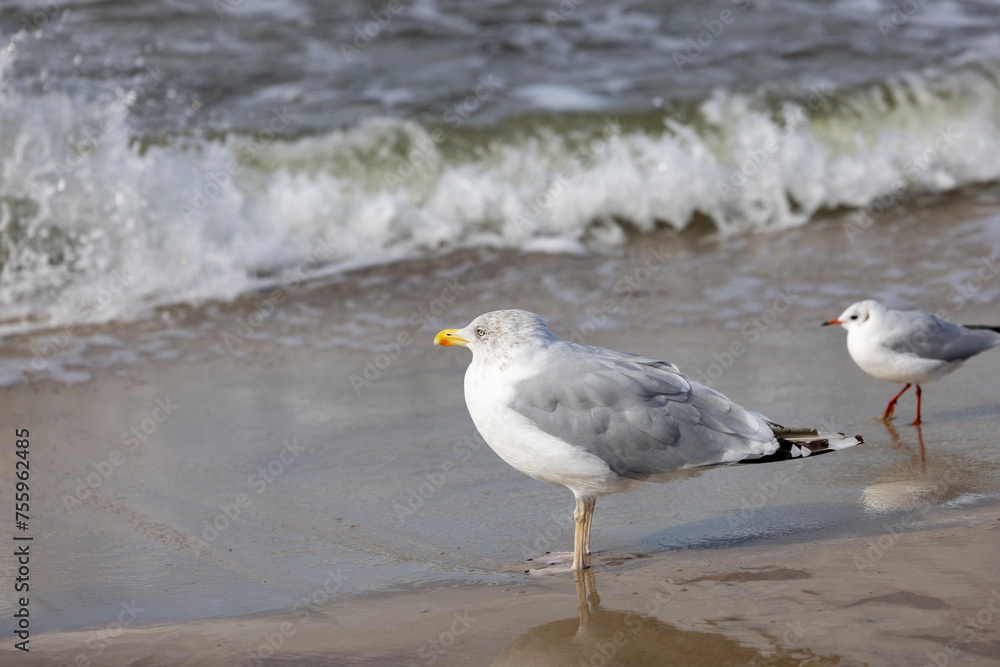 Two sea gulls walking on the sand by water of the Baltic Sea, the foamy water of the Baltic Sea, Island Wolin, Miedzyzdroje, Poland Two sea gulls walking on the sand by water of the Baltic Sea, the foamy water of the Baltic Sea, Island Wolin, Miedzyzdroje, Poland