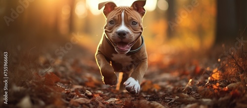 A brown and white Terrier dog is joyfully running through a pile of leaves, whiskers twitching in excitement. The carnivorous companion dogs liver is full of energy as it plays in nature © AkuAku