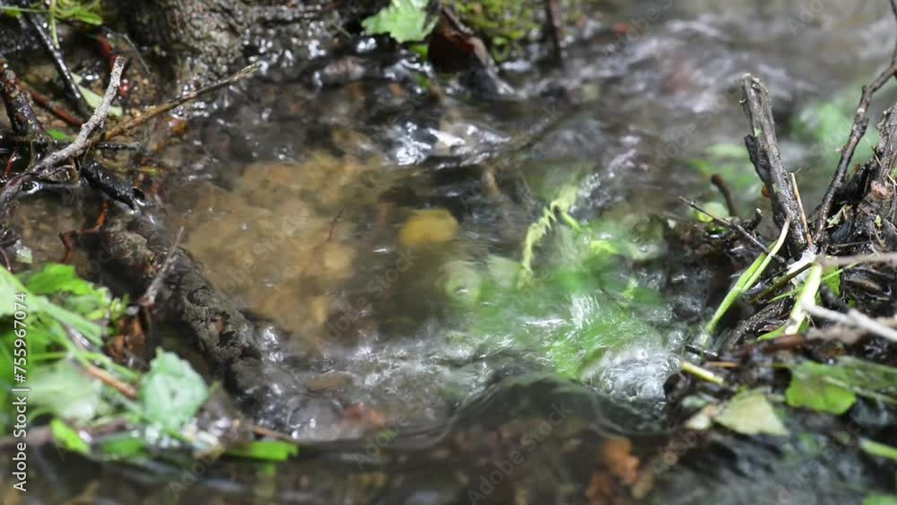 Quick stream of water runs around forest more often. Quick stream of water runs around forest more often.