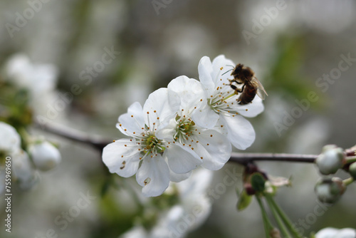 A bee pollinates cherry blossoms on a warm spring day.