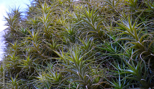 Tillandsia aeranthos or Air carnation plant in the garden of Tenerife,Canary Islands,Spain.Selective focus. photo