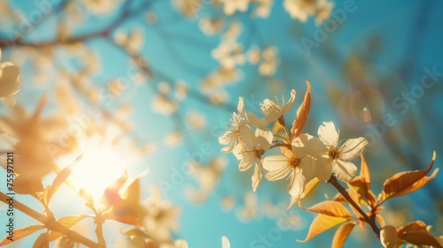 Sunlight shining through the branches of a blooming tree. Suitable for nature and spring concepts.
