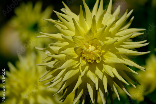 Yellow Dahlia  flower with dew drops. Flower background