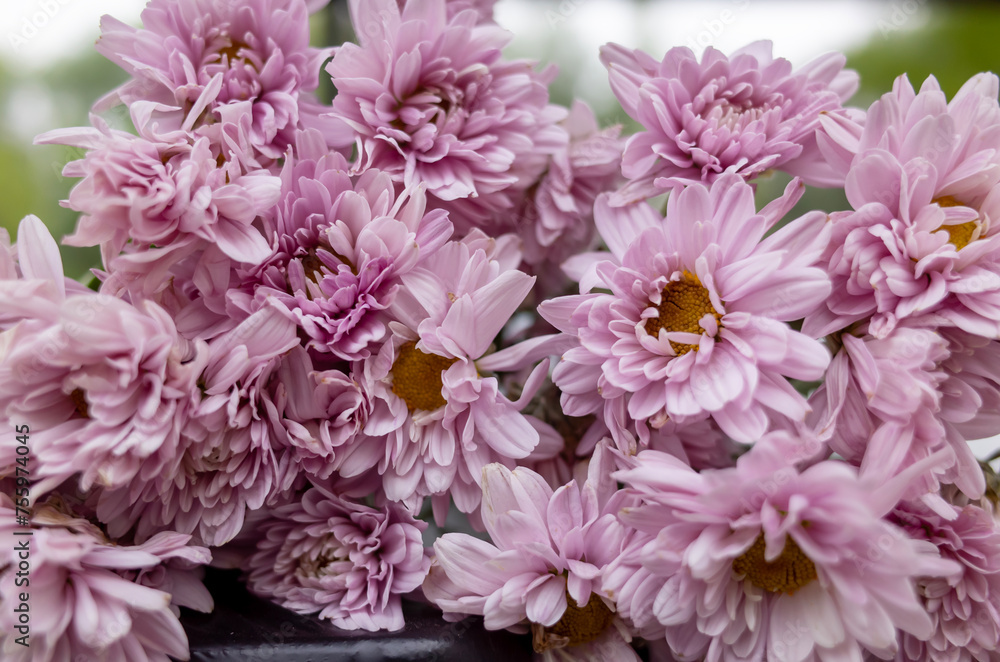Football Mum Lavender.. pink chrysanthemum flower Football Mum Lavender.. pink chrysanthemum flower