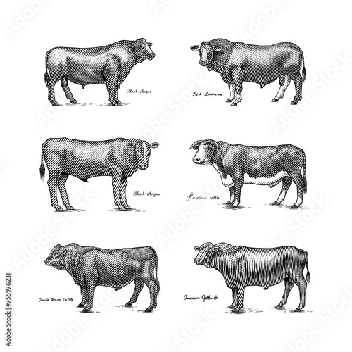 A Group Of Cows Standing Next To Each Other On A White Background. Farm cattle bulls. Different breeds of domestic animals. Engraved hand drawn monochrome sketch. Vintage line art.