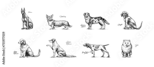 Dogs In This Drawing. Different breeds of domestic animals. Puppy characters design collection. Engraved hand drawn monochrome sketch. Vintage line art.