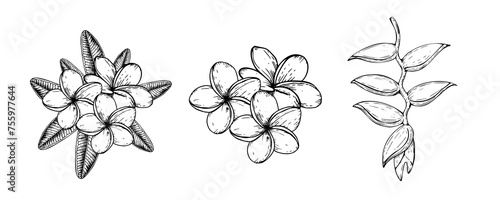 Tropical vector set of plumeria and heliconia flowers illustration on isolated background. Beautiful botanical hand painted linear exotic frangipani. For designers, spa decoration, postcards, wedd