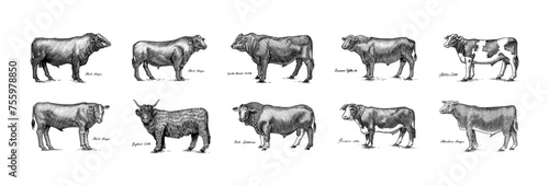 A Group Of Cows Standing Next To Each Other On A White Background. Farm cattle bulls. Different breeds of domestic animals. Engraved hand drawn monochrome sketch. Vintage line art.
