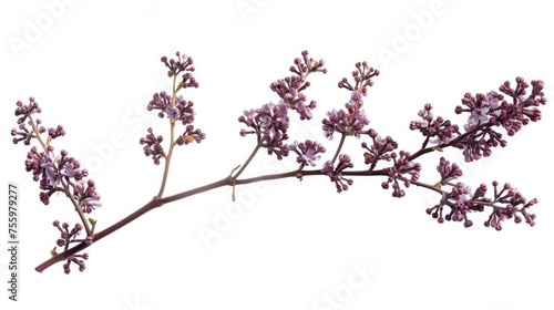 Branch of lilac flowers against white backdrop  perfect for spring concepts.