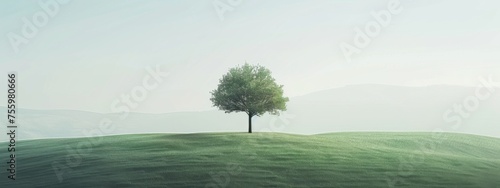 Solitary Tree Stands on a Lush Hill Against a Serene Misty Sky at Dawn