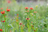 Adonis aestivalis, close up adonis aestivalis field and wildflowers.