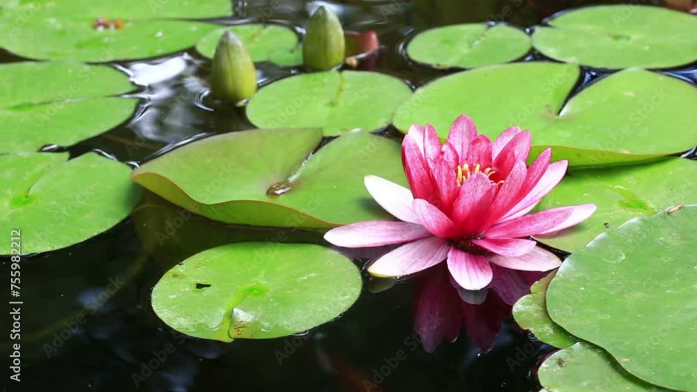 Pink water lily flower close-up in water Pink water lily flower close-up in water