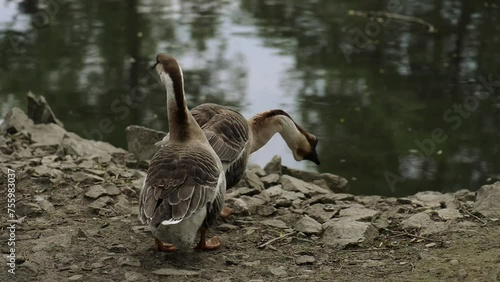 Chinese goose photo