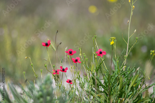 Pink poppy flower, Papaver dubium, green grass background, nature outdoors, meadow with wildflowers close-up photo