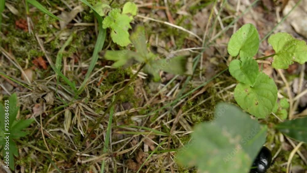 Cryptocephalinae are a subfamily of leaf beetles