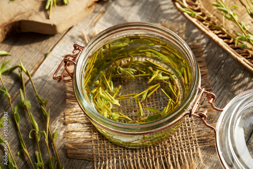 Preparation of gemmotherapeutic herbal tincture from willow branches with buds harvested in early spring photo