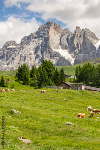 view of italian alps with cows