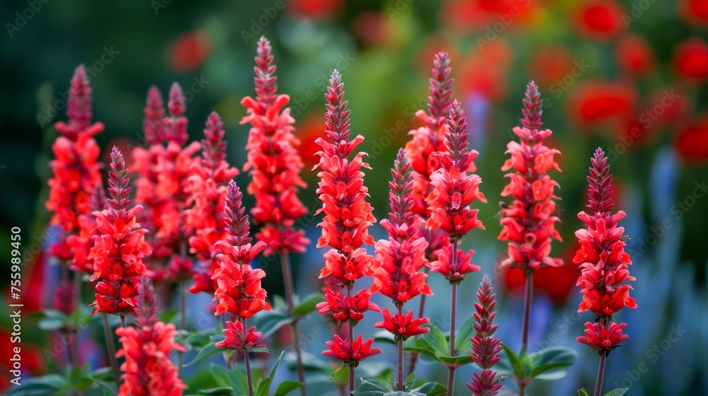 Vibrant Red Salvia Flowers Blooming in Lush Garden with Green Foliage Background Vibrant Red Salvia Flowers Blooming in Lush Garden with Green Foliage Background