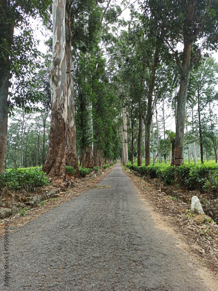 Scenic Tree-Lined Road Leading Through Lush Forest Scenic Tree-Lined Road Leading Through Lush Forest