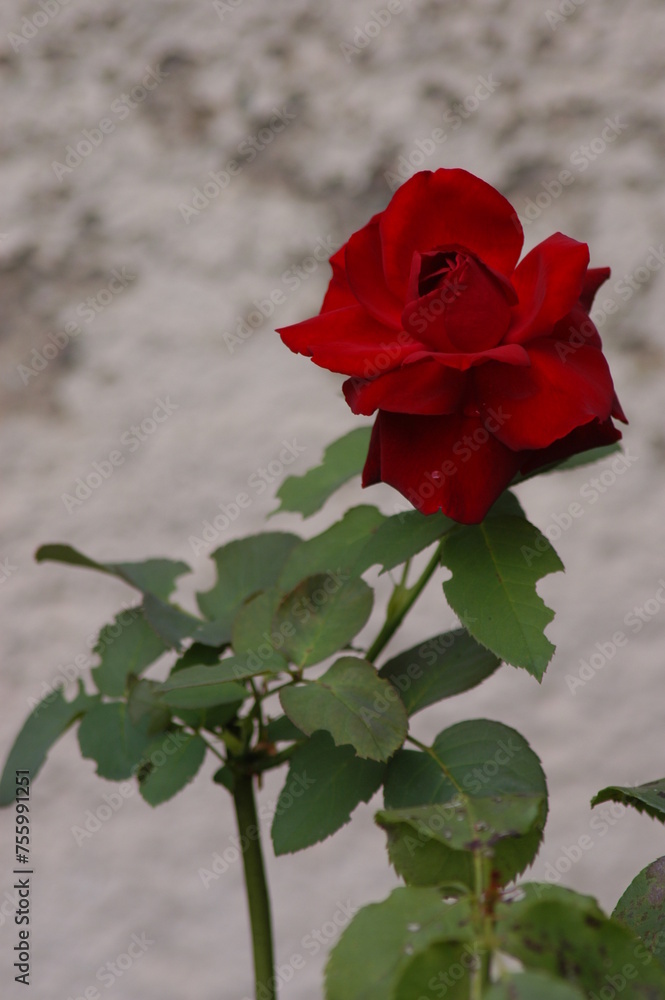 Individual red Rose, Einzelne rote Rose, Bengal Rose, Rosa chinensis, blooming, blühend Individual red Rose, Einzelne rote Rose, Bengal Rose, Rosa chinensis, blooming, blühend