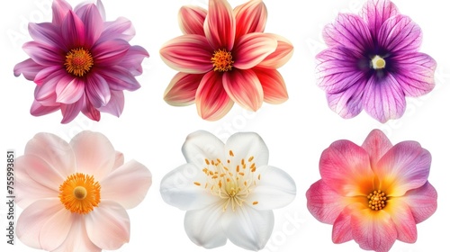 Fototapeta Naklejka Na Ścianę i Meble -  A set of six different colored flowers on a white background. Suitable for various design projects.