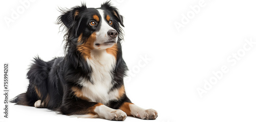 A beautiful dog lying on a white background
